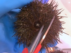 Opening a sea urchin